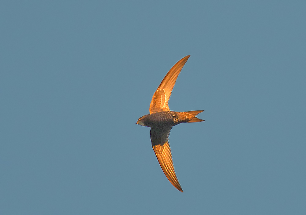 Pallid Swift