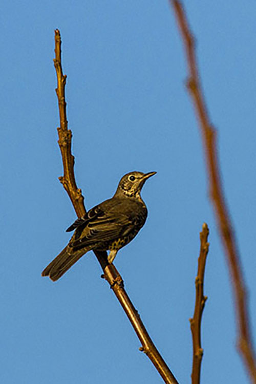 Mistle Thrush