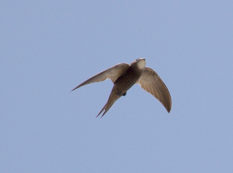 Pallid Swift