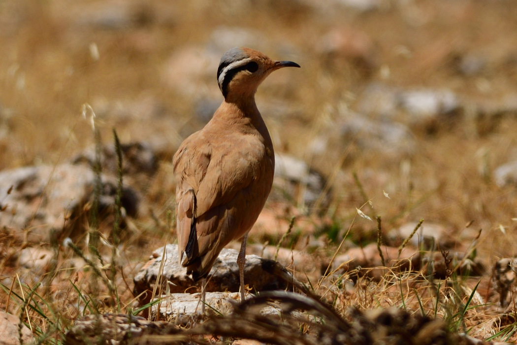 Cream-colored Courser