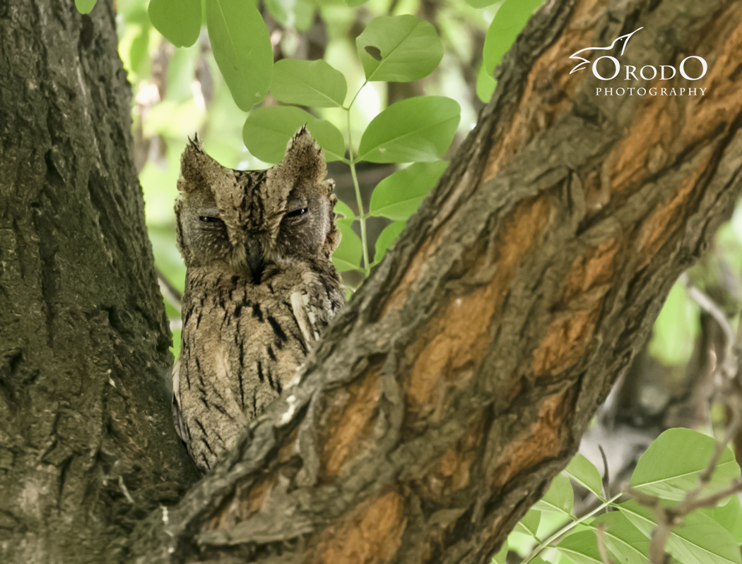 Pallid Scops Owl