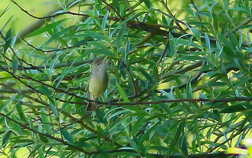 Icterine Warbler