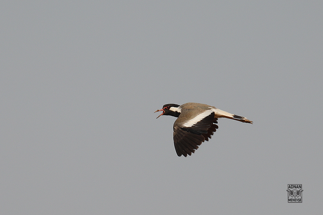 Red-wattled Lapwing