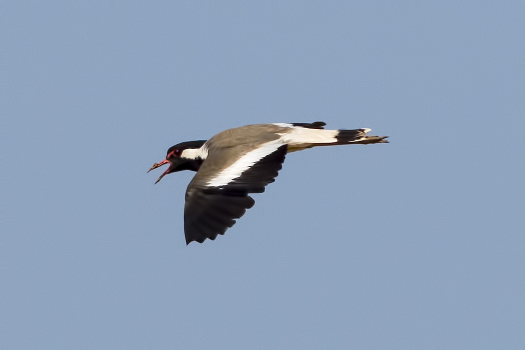 Red-wattled Lapwing