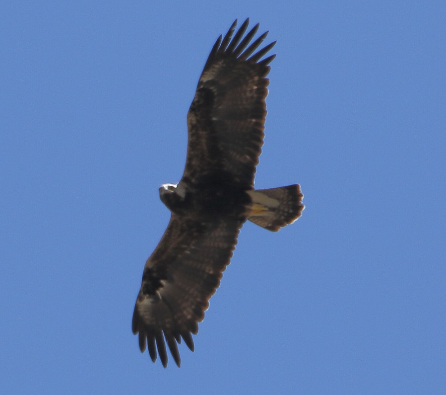 Eastern Imperial Eagle