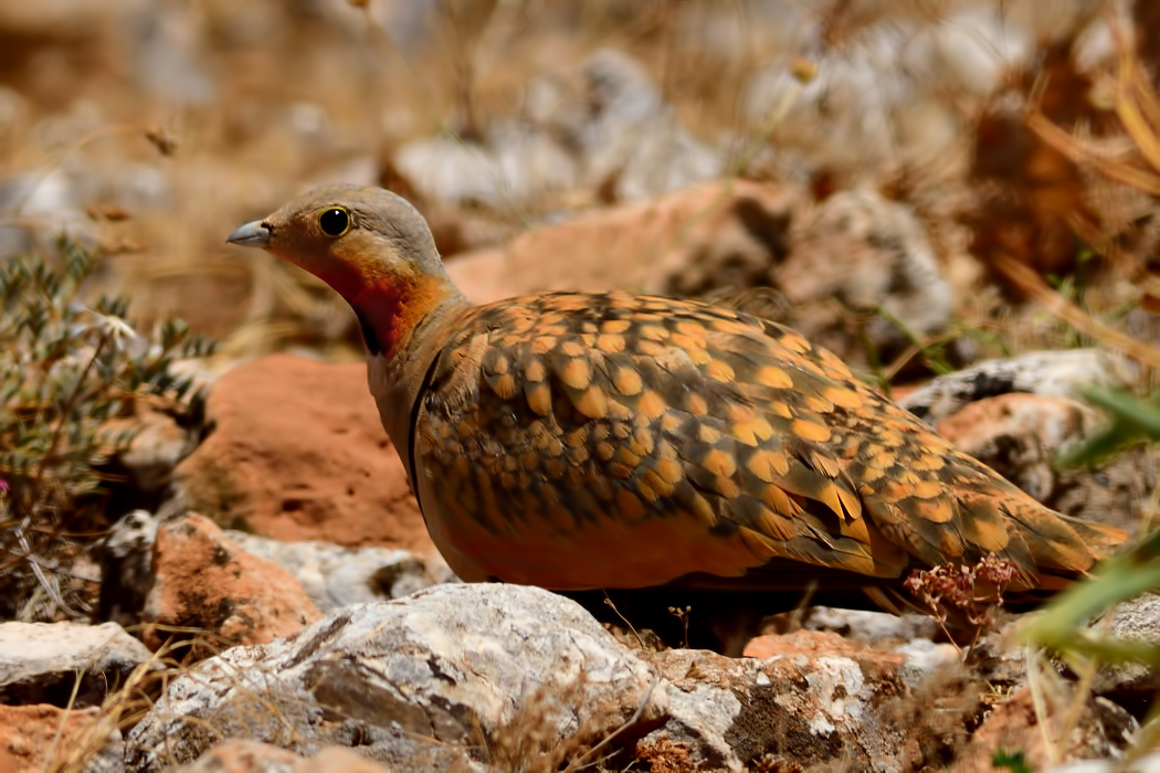 Black-bellied Sandgrouse