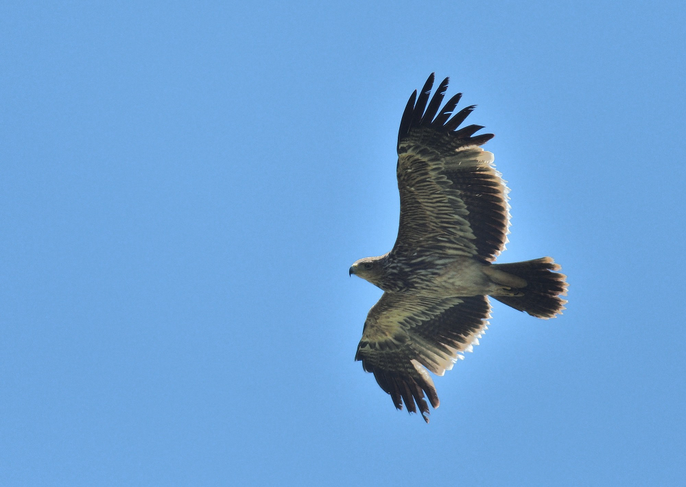 Eastern Imperial Eagle