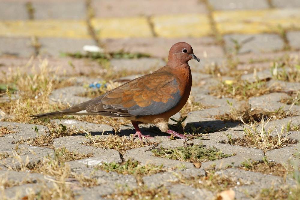 Küçük Kumru
