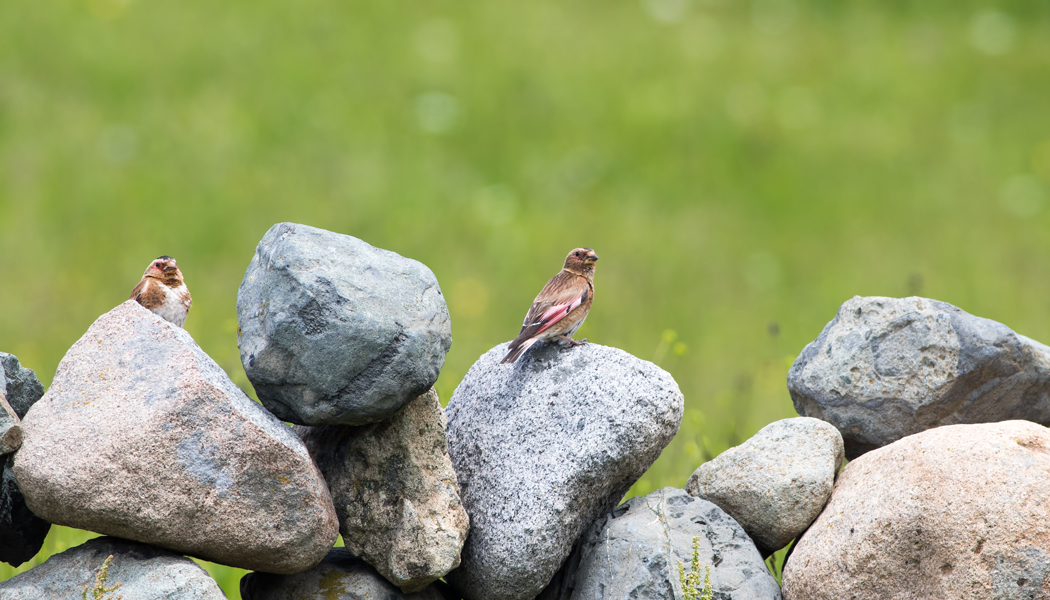 Crimson-winged Finch