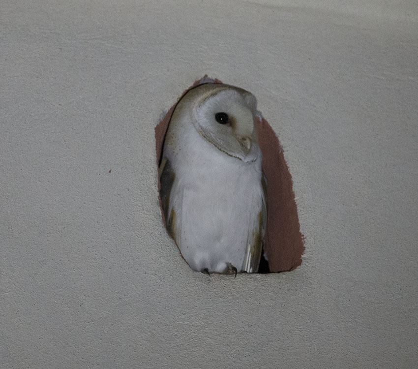 Western Barn Owl