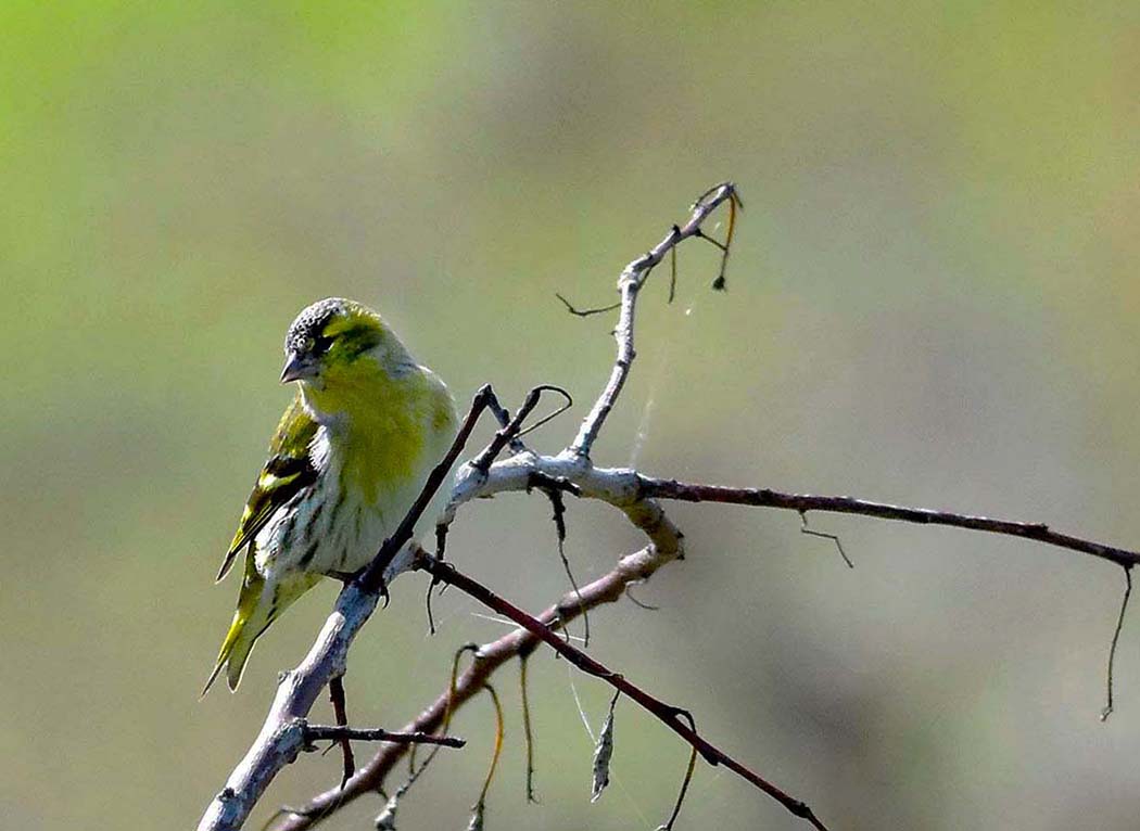 Karabaşlı İskete