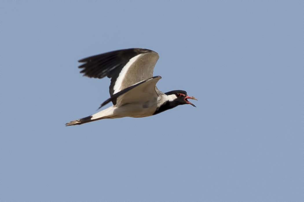 Red-wattled Lapwing
