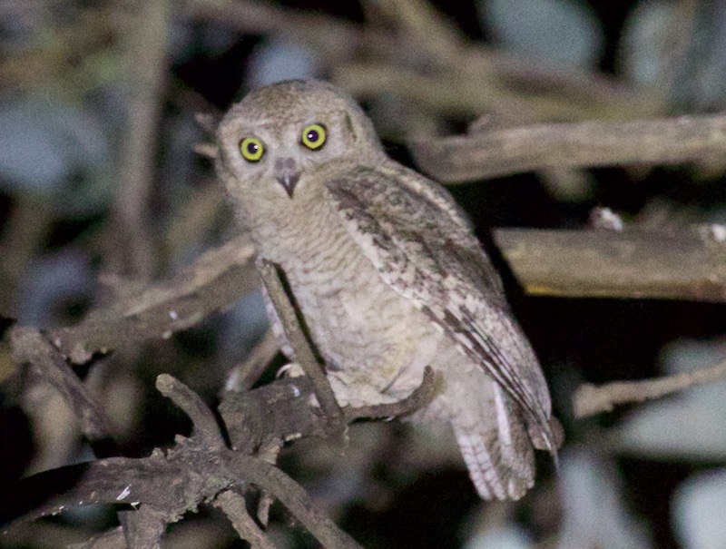 Pallid Scops Owl
