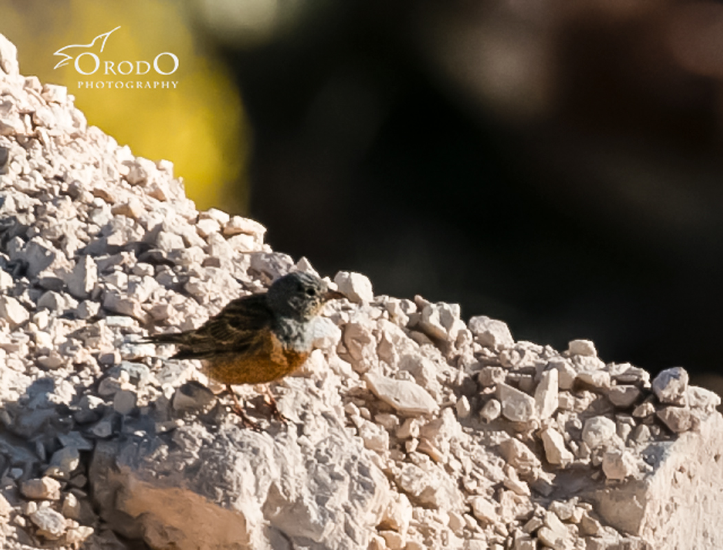 Cretzschmar`s Bunting