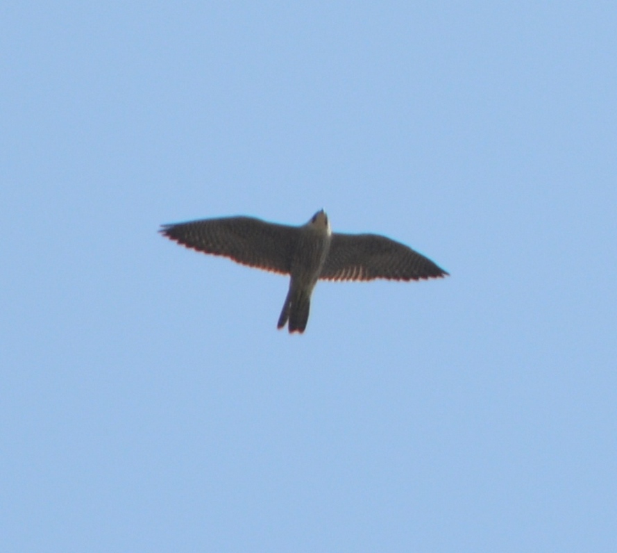 Peregrine Falcon