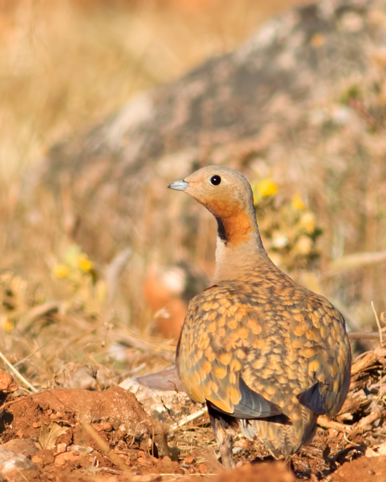 Black-bellied Sandgrouse