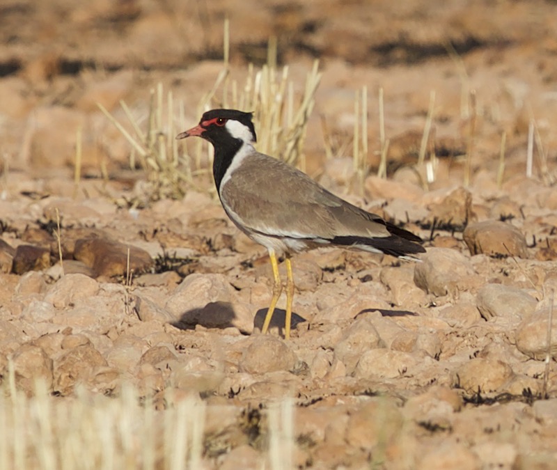 Red-wattled Lapwing