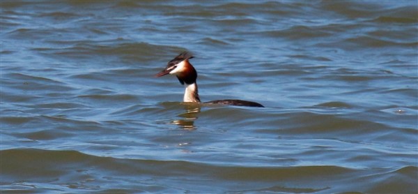 Great Crested Grebe