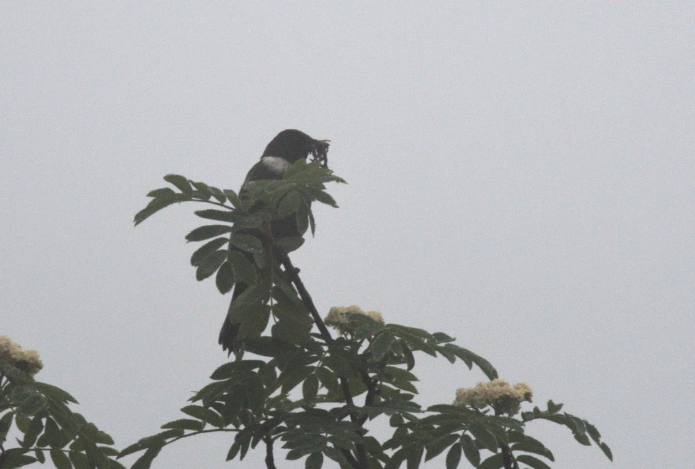 Ring Ouzel