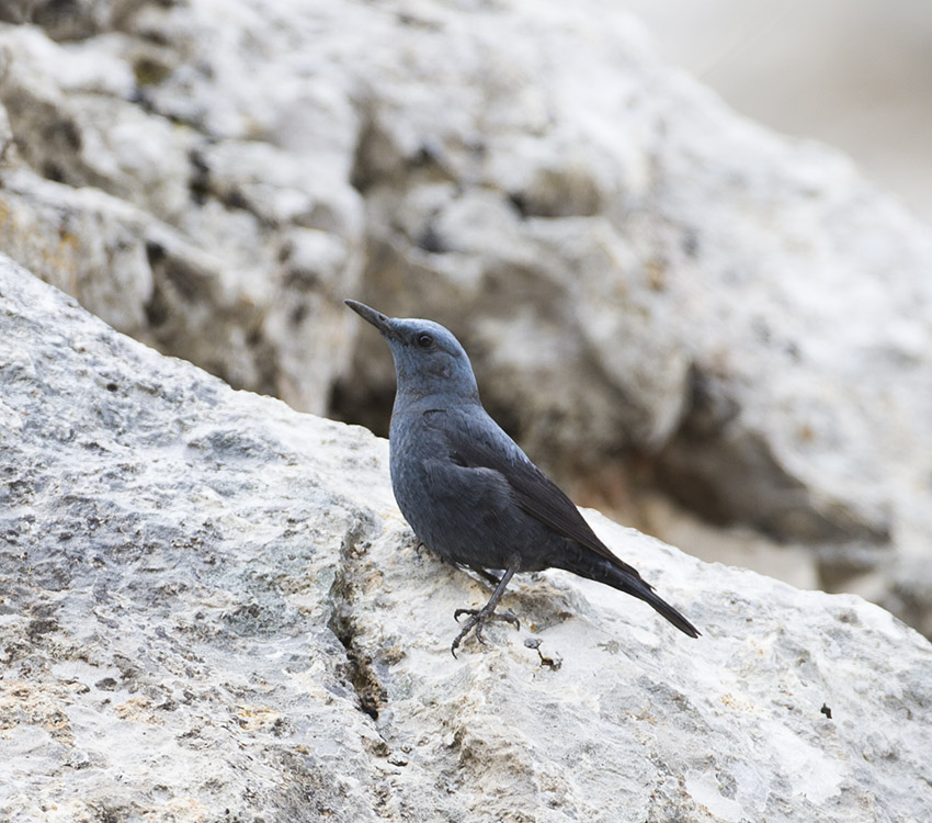 Blue Rock Thrush