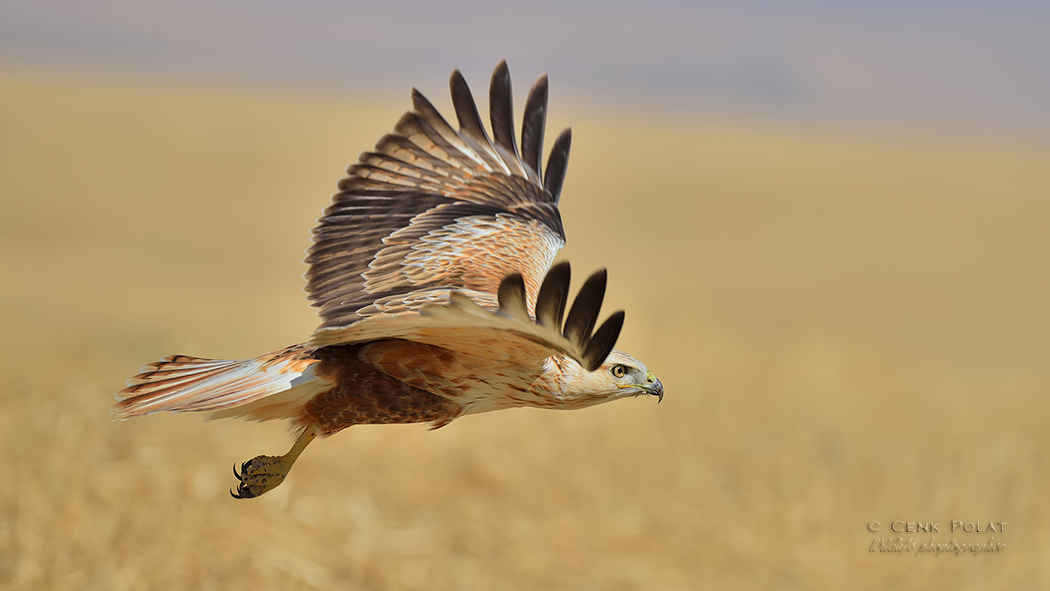 Long-legged Buzzard