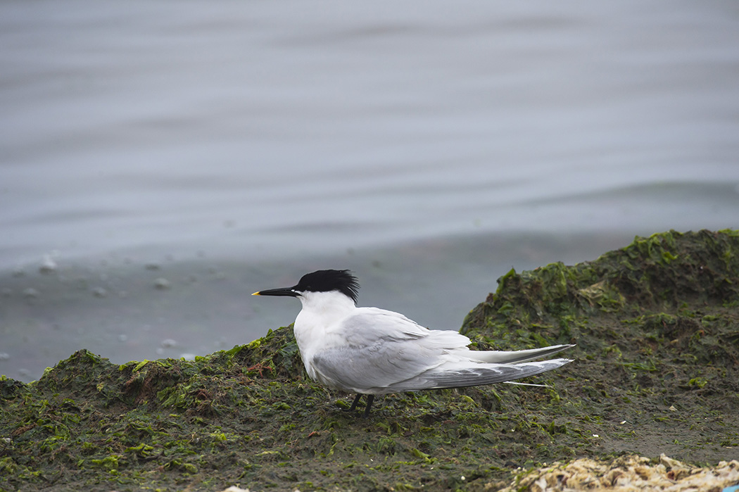 Sandwich Tern