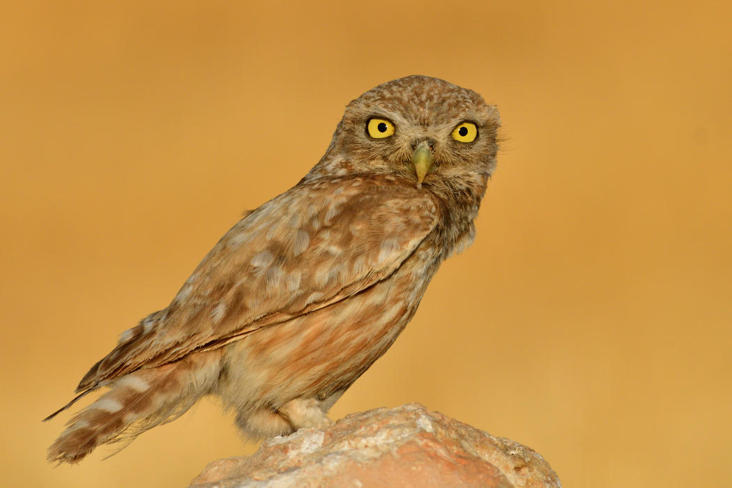 Little Owl