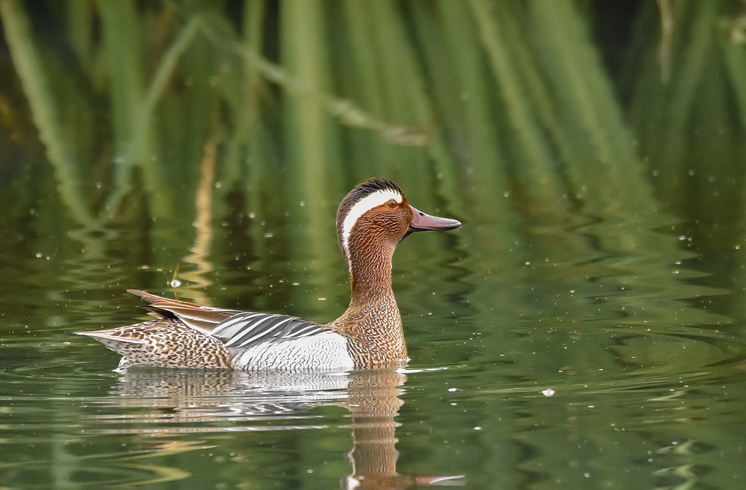Garganey