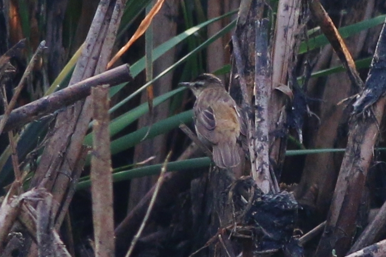 Moustached Warbler