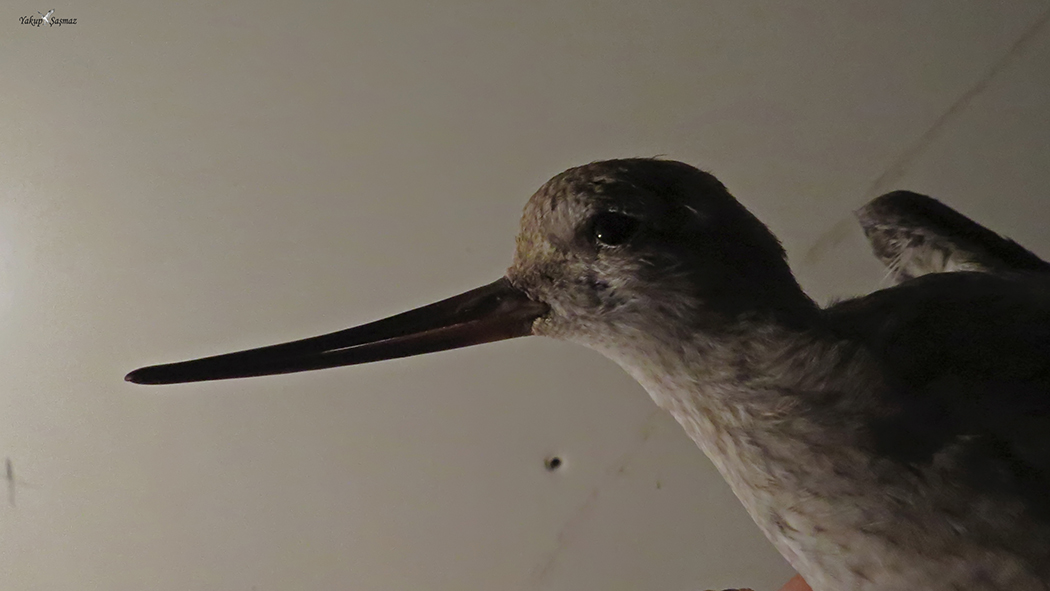 Terek Sandpiper