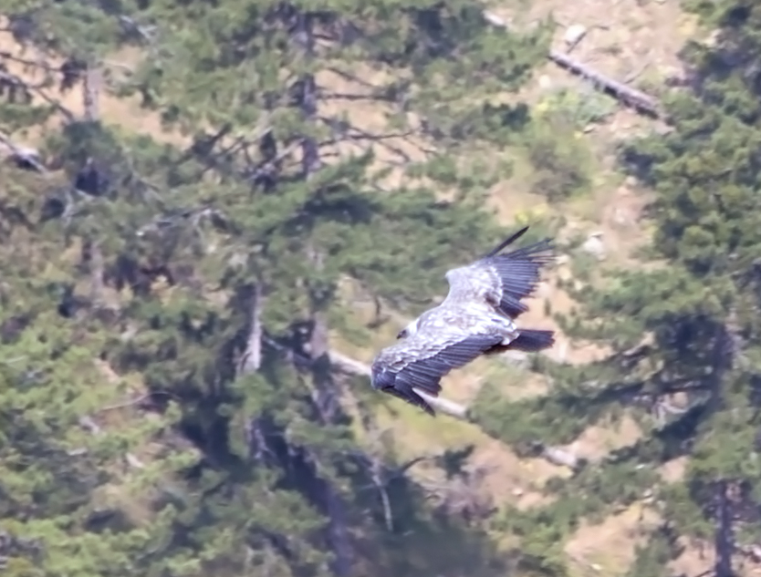 Griffon Vulture