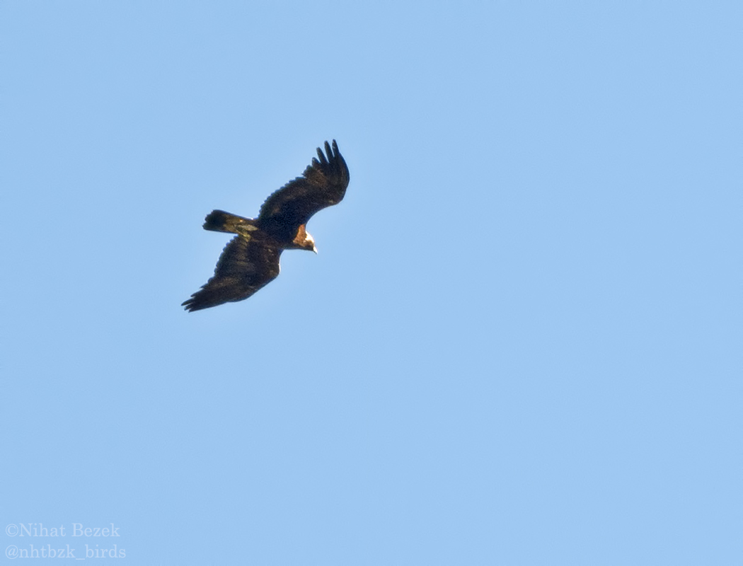 Golden Eagle