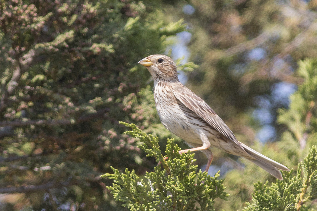 Corn Bunting