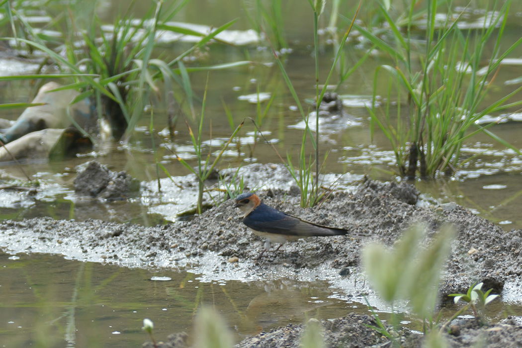 European Red-rumped Swallow