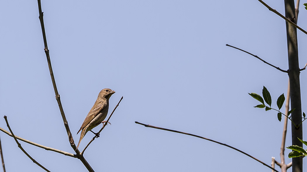 Common Rosefinch