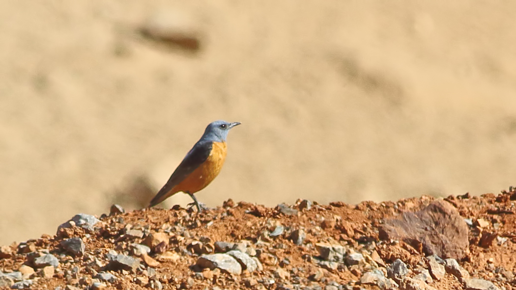 Common Rock Thrush