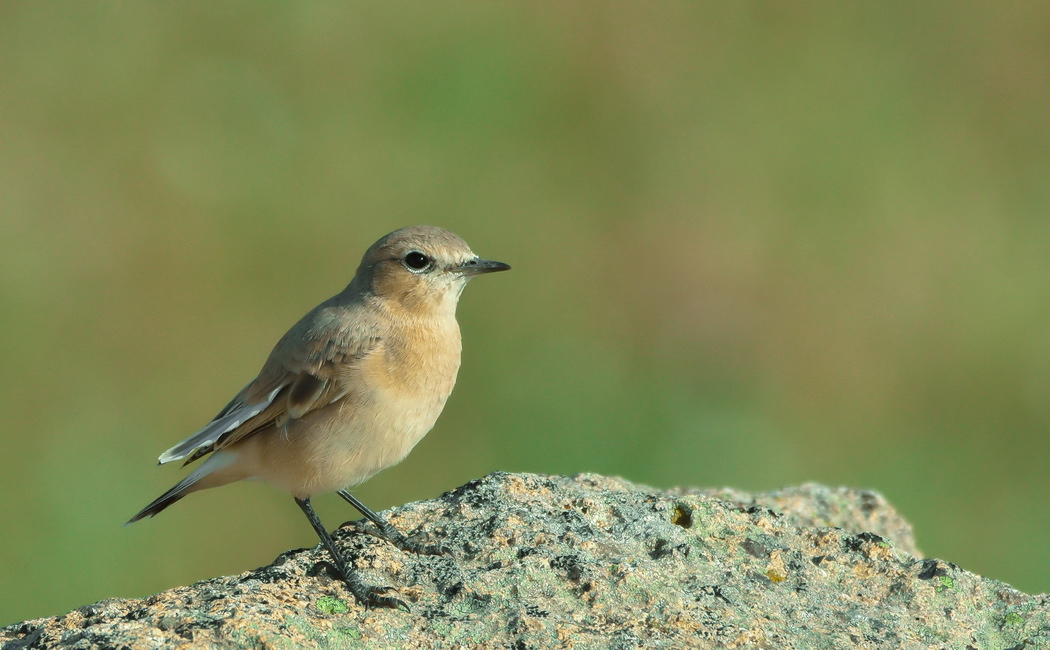 Isabelline Wheatear