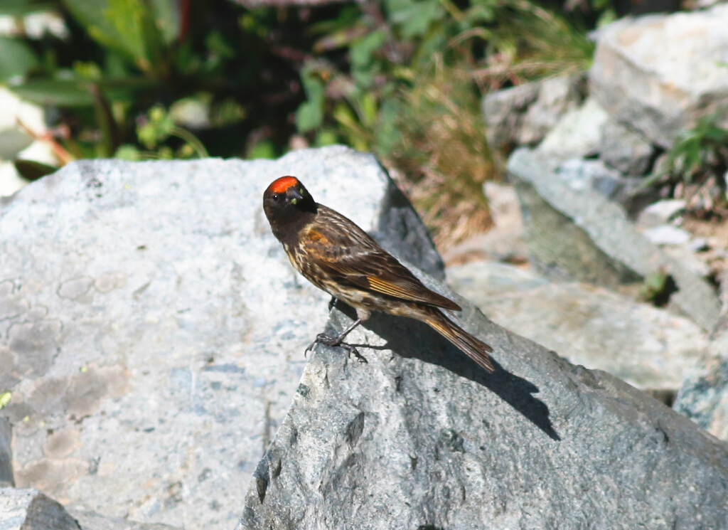 Red-fronted Serin
