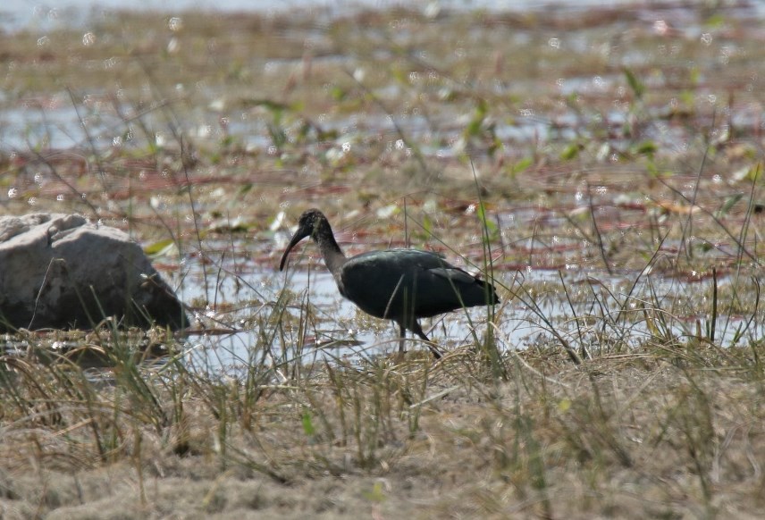 Glossy Ibis