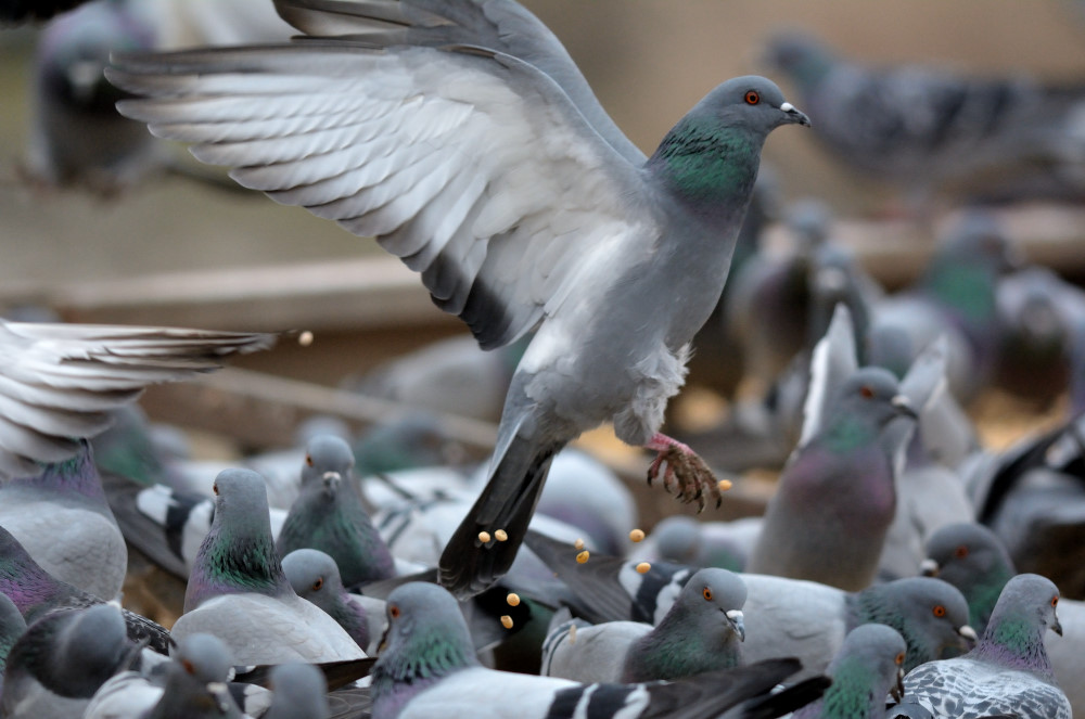 Rock Dove