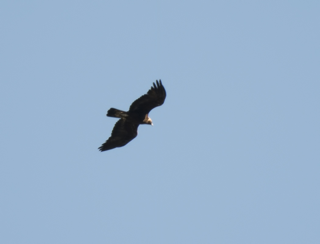Golden Eagle