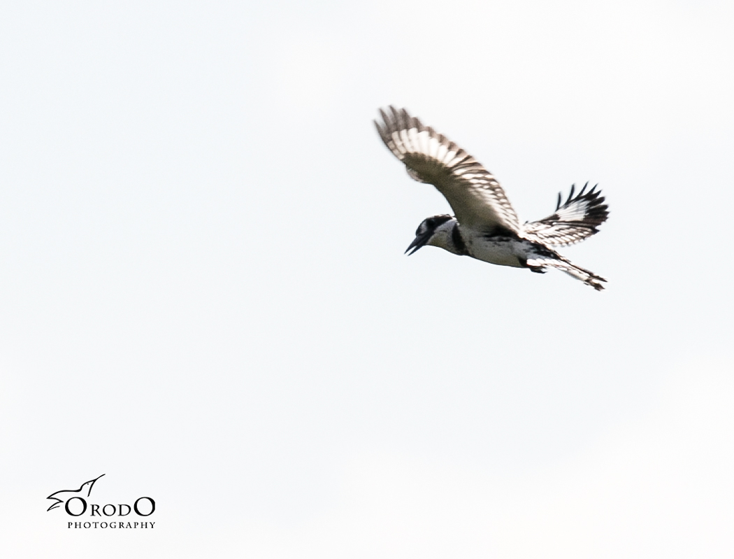 Pied Kingfisher