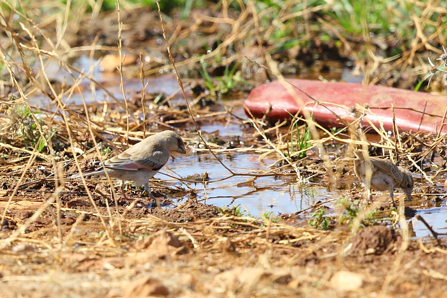 Desert Finch