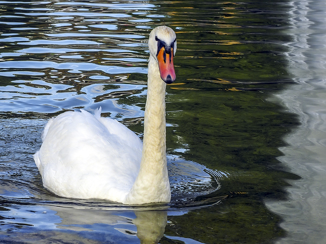 Mute Swan