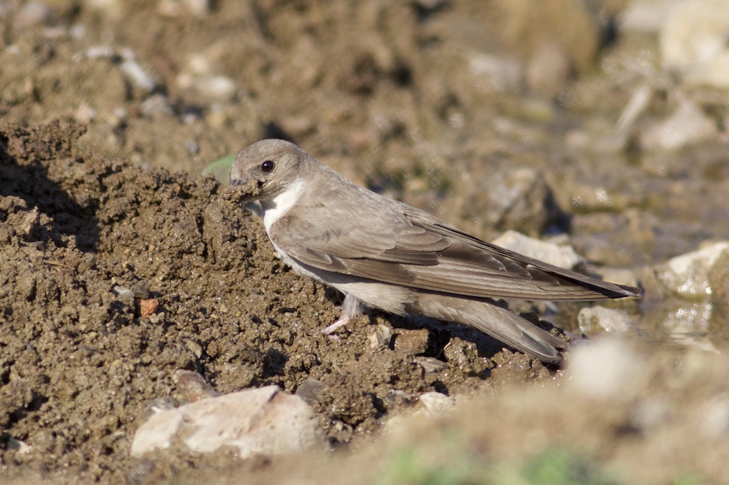 Eurasian Crag Martin