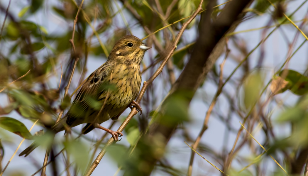 Cirl Bunting