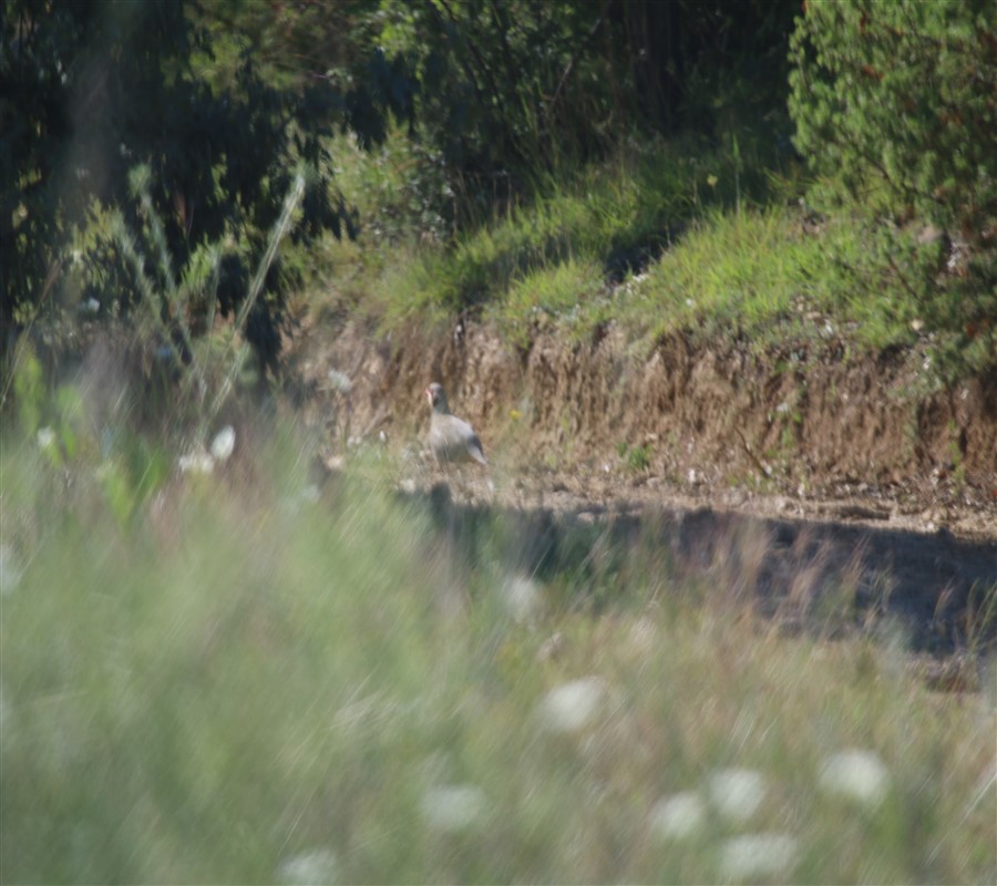 Chukar Partridge