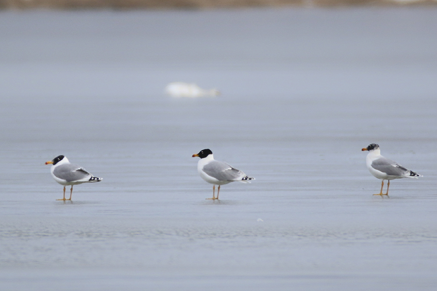 Pallas`s Gull