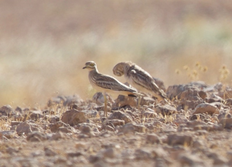 Eurasian Stone-curlew