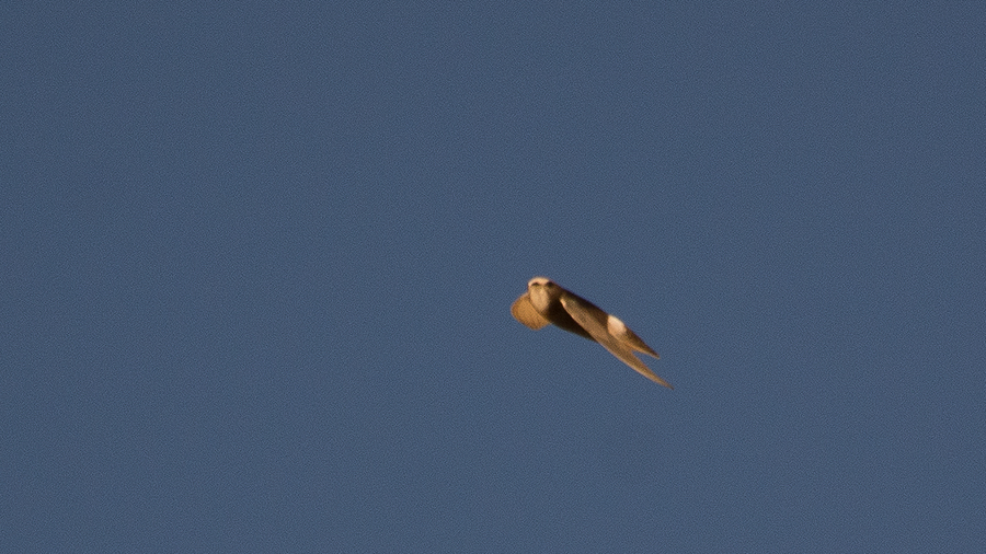 Little Swift